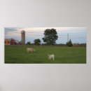 Suche nach kälber poster Fotografie