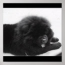 Suche nach chow chow poster Dog