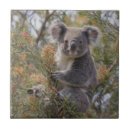 Suche nach koala fliesen Australisch