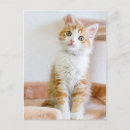 Suche nach babytiere postkarten Niedliche tiere