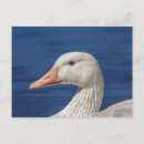 Suche nach kanadische gänse postkarten Für alle