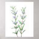 Suche nach rosmarin poster Blume