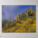 Suche nach arizona kaktus poster Südwesten