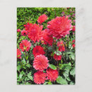 Suche nach blume des landes postkarten Jede person
