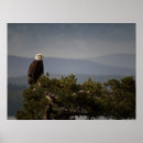 Suche nach eagle poster Glatze