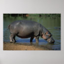 Suche nach hippopotamus poster Tiere