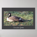Suche nach gänse poster Für alle