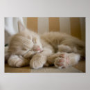 Suche nach sleeping poster Kitten