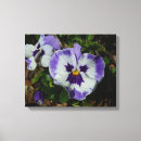 Suche nach stiefmütterchen leinwandbilder Natur