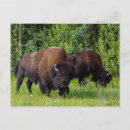 Suche nach bison postkarten Büffel