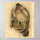 Suche nach eagle poster Braun