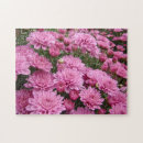 Suche nach chrysantheme puzzle Rosa