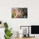 Suche nach lol poster Katze