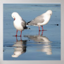 Suche nach möwe poster Natur