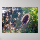 Suche nach wildflower poster Plant