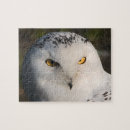 Suche nach eulen foto puzzle Tiere