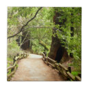 Suche nach mammutbaum fliesen Muir woods