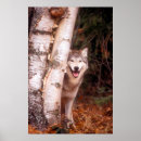 Suche nach grauwölfe poster Kaninchen