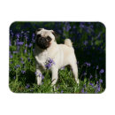 Suche nach pug magnete Mops