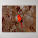 Suche nach cardinal poster Birds