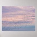 Suche nach vogel im flug poster Natur