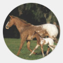 Suche nach stute aufkleber Foto