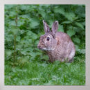 Suche nach nature photography poster Animals