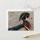 Suche nach männliche postkarten Naturfotografie