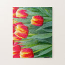 Suche nach rote tulpen puzzle Naturfotografie