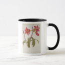 Suche nach amaryllis tassen Botanisch