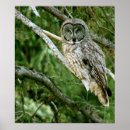 Suche nach graue eule poster Tiere