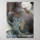 Suche nach orangutan poster Orang utans