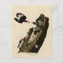 Suche nach rote vögel postkarten Audubon