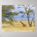 Suche nach safari poster Giraffe