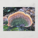 Suche nach bunte pilze postkarten Wald