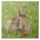 Suche nach gräser fliesen Gras