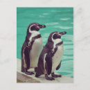 Suche nach lustige pinguine postkarten Vögel