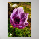 Suche nach anemonen poster Für alle