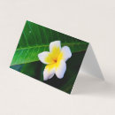 Suche nach plumeria visitenkarten Frangipani