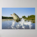 Suche nach bass poster Fisch
