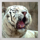 Suche nach white tiger poster Natur