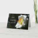 Suche nach kamelie karten Für alle