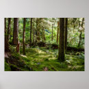 Suche nach regenwälder poster Washington