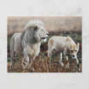 Suche nach südafrika postkarten Löwe