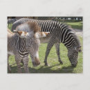 Suche nach drei tiere postkarten Gras