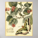 Suche nach libellen poster Blume