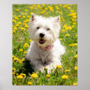Suche nach westi poster Tier