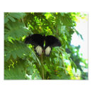 Suche nach wirbellose tiere poster Schmetterling