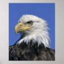 Suche nach alaska adler poster Usa