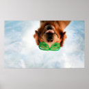 Suche nach lustige golden retriever poster Haustier